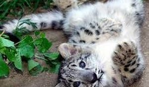 Feline Friends: A Relaxing Collection Game